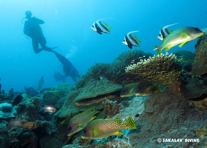 safety dive in Nosy Be